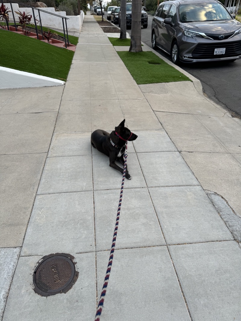 A picture of a black dog named Bowie sitting, taken on September 7 2024 at 6:40 am